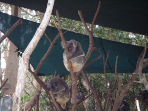 カランビン野鳥園のコアラ