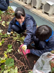 ２年生　フードコーディネートコース　さつまいも掘り体験を行いました。